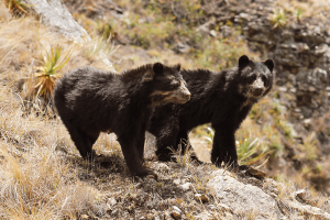 Ukumari - oso de anteojos, oso andino - Tremarctos ornatus